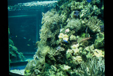 Seewasseraquarium